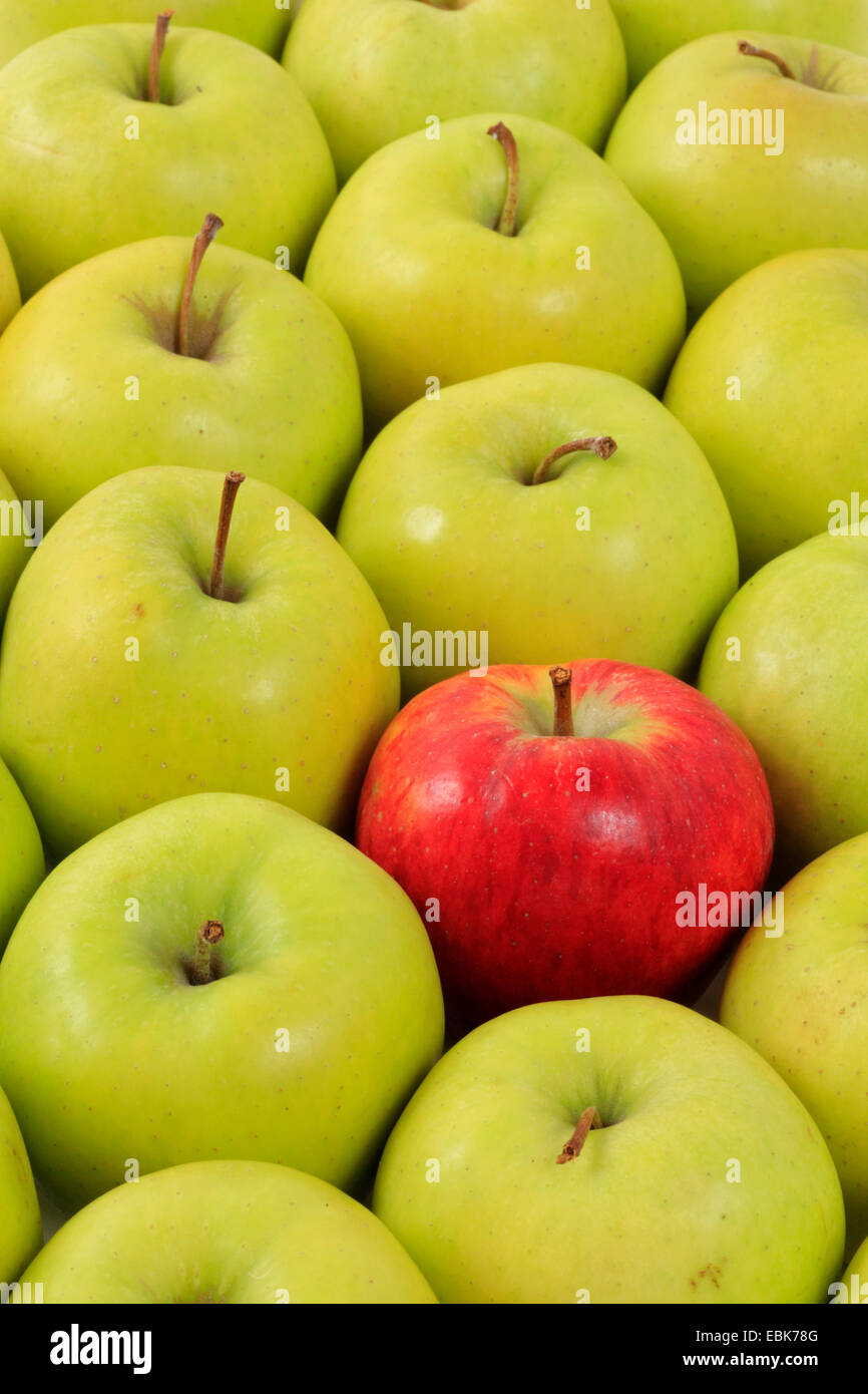 Apfel (Malus Domestica), roten Apfel unter grünen Äpfeln Stockfoto