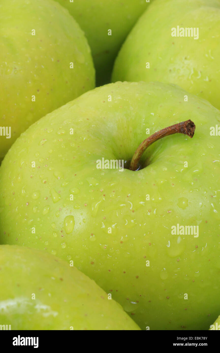 Apfel (Malus Domestica), grüner Apfel mit Wasser Tropfen Stockfoto