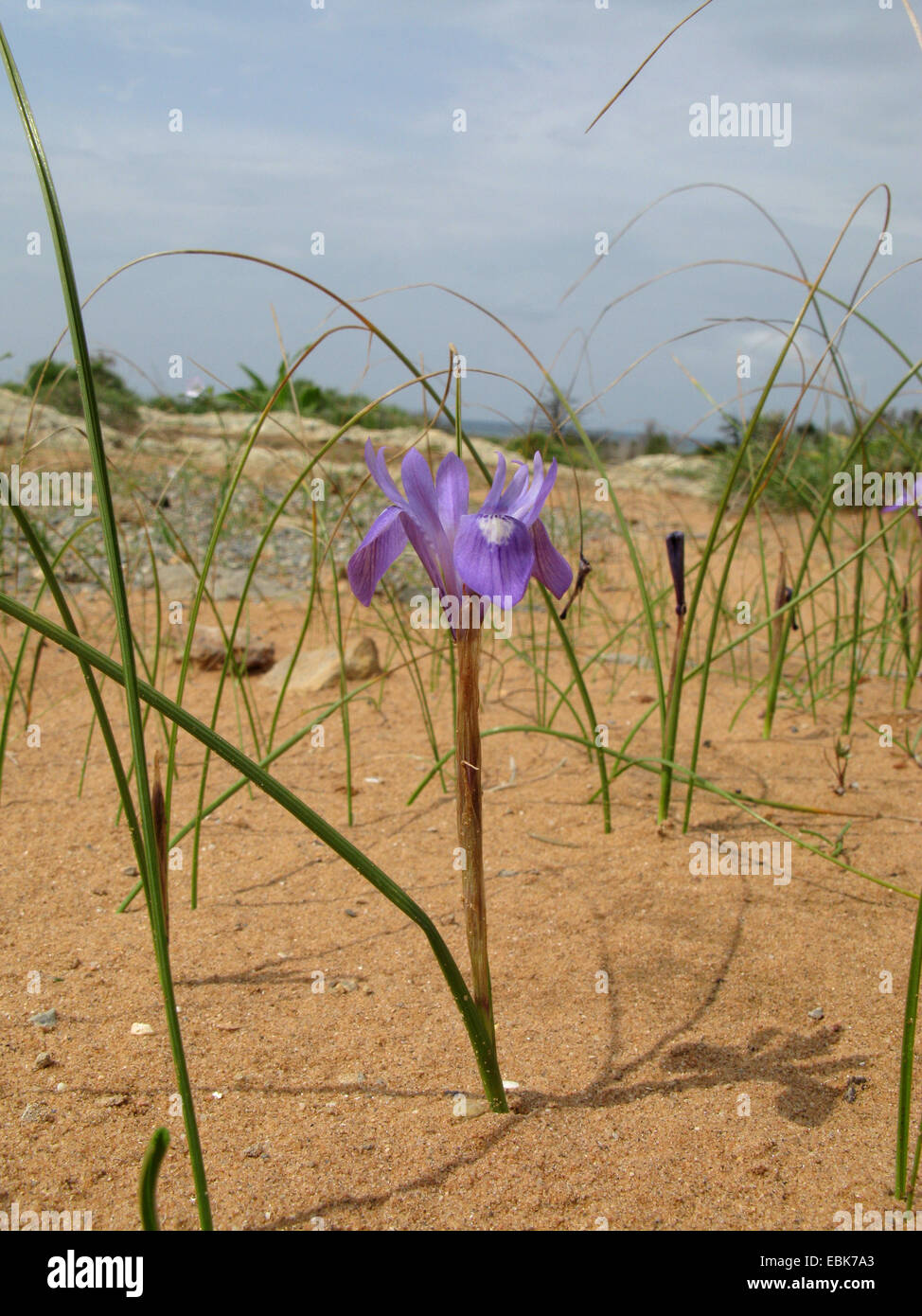 Iris Doppel-Bulbe (Moraea Sisyrinchium, Gynandriris Sisyrinchium), blühen, Griechenland, Peloponnes Stockfoto