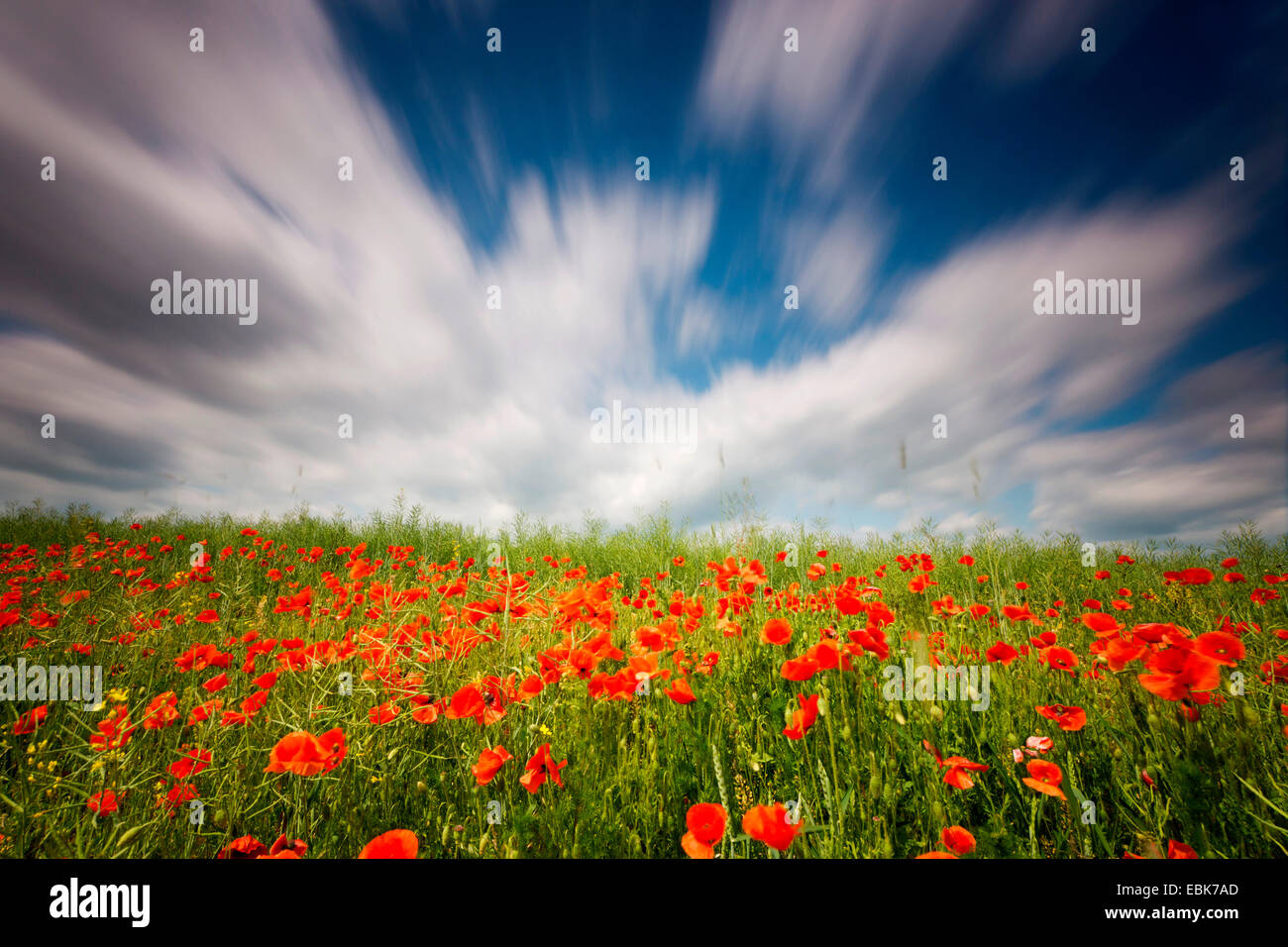 Gemeinsamen Mohn, Mohn in eine Feldgrenze ein Rapefield Wind, Deutschland, Sachsen, Klatschmohn, roter Mohn (Papaver Rhoeas) Stockfoto