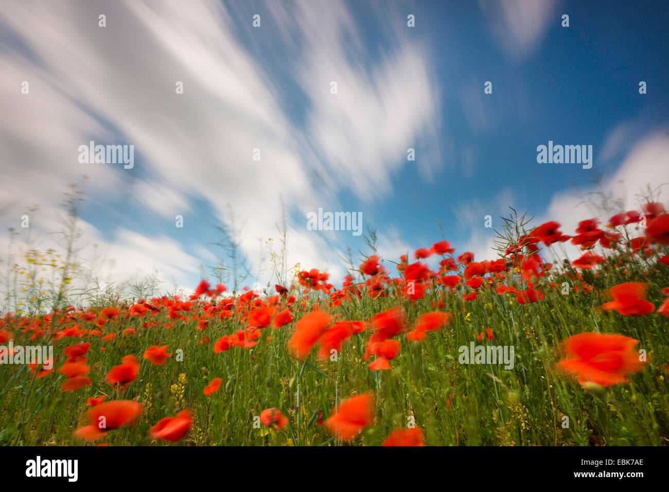 Gemeinsamen Mohn, Mohn in eine Feldgrenze ein Rapefield Wind, Deutschland, Sachsen, Klatschmohn, roter Mohn (Papaver Rhoeas) Stockfoto