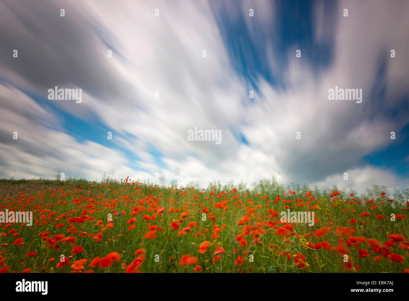 Gemeinsamen Mohn, Mohn in eine Feldgrenze ein Rapefield Wind, Deutschland, Sachsen, Klatschmohn, roter Mohn (Papaver Rhoeas) Stockfoto