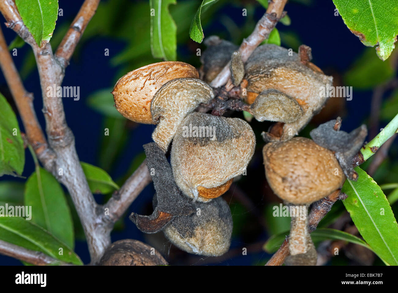 Mandel (Prunus Dulcis, Amygdalus Communis, Prunus Amygdalus Amygdalus Dulcis), Reife Früchte am Baum Stockfoto