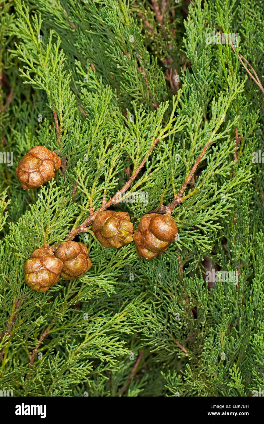 Italienische Zypresse (Cupressus Sempervirens), Zweig mit Zapfen Stockfoto