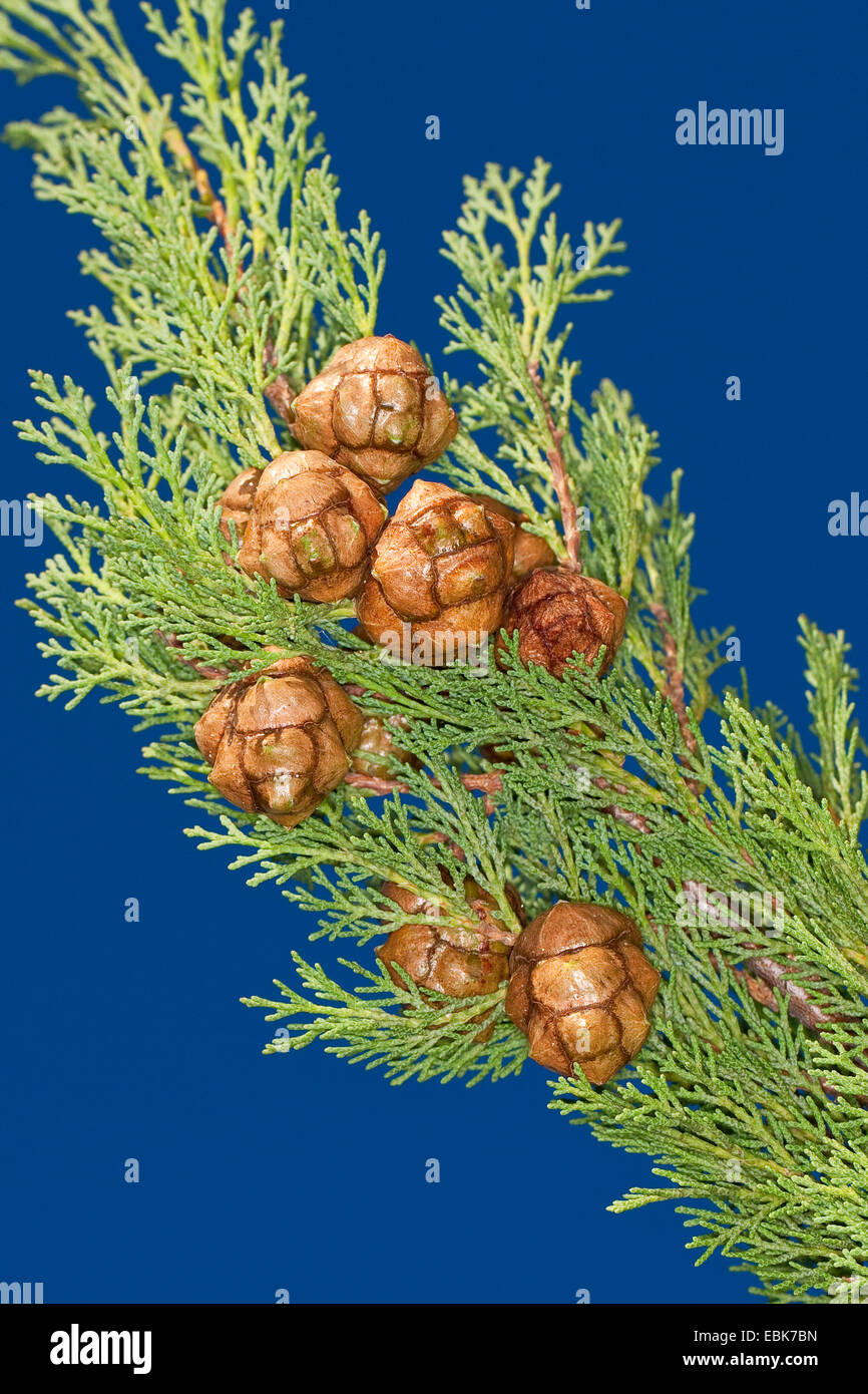 Italienische Zypresse (Cupressus Sempervirens), Zweig mit Zapfen Stockfoto