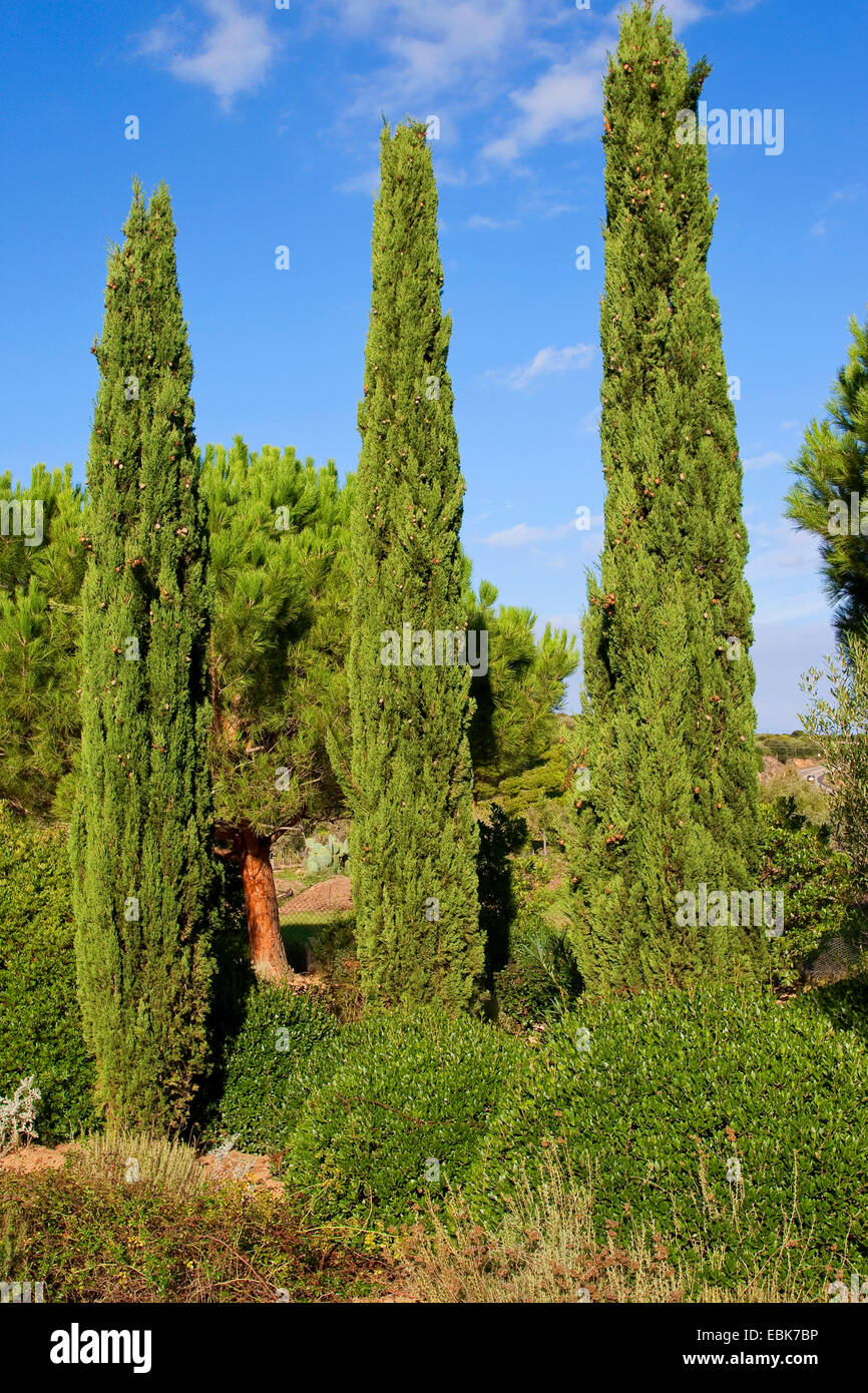 Italienische Zypresse (Cupressus Sempervirens), säulenförmigen Zypressen, Italien Stockfoto