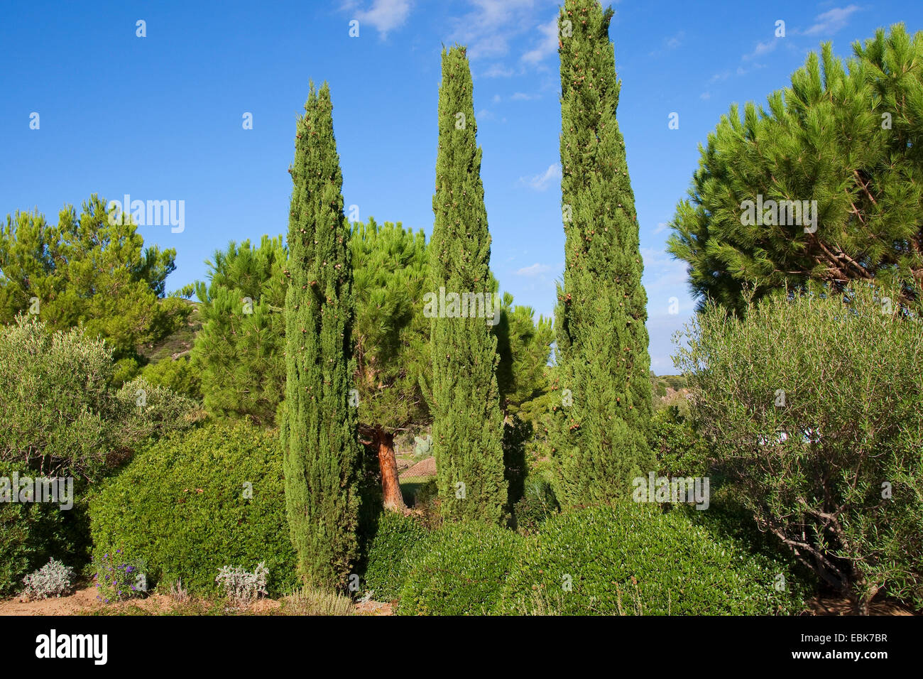 Italienische Zypresse (Cupressus Sempervirens), säulenförmigen Zypressen, Italien Stockfoto