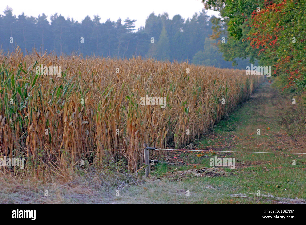 Elektrozaun am Rande eines Maisfeldes, Deutschland, Niedersachsen Stockfoto