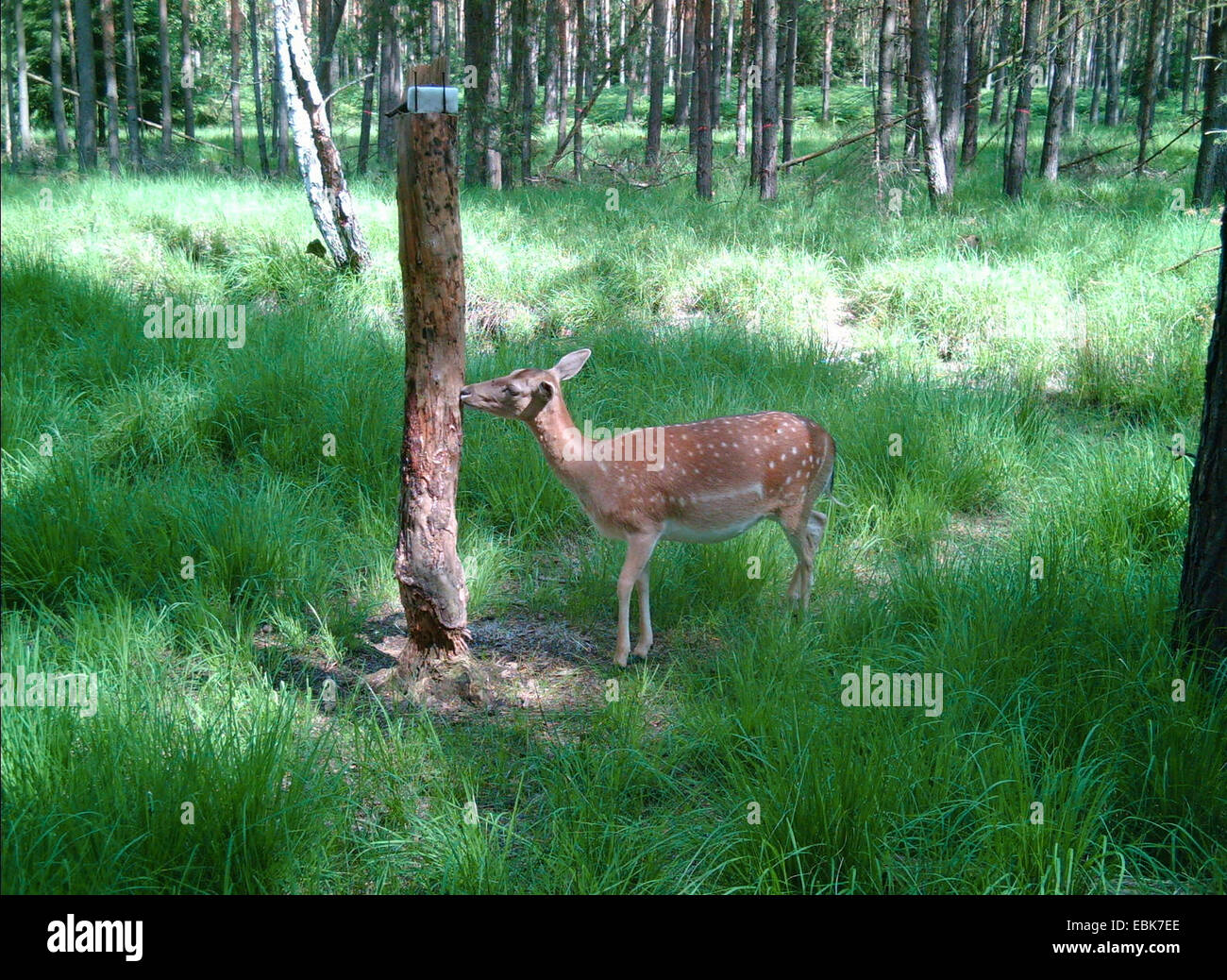 Damhirsch (Dama Dama, Cervus Dama), am Deerlick, Deutschland, Niedersachsen Stockfoto