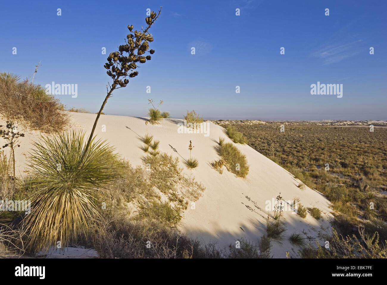Soaptree (Yucca Elata), in Gips Düne Feld, USA, New Mexiko, White Sands National Monument Stockfoto