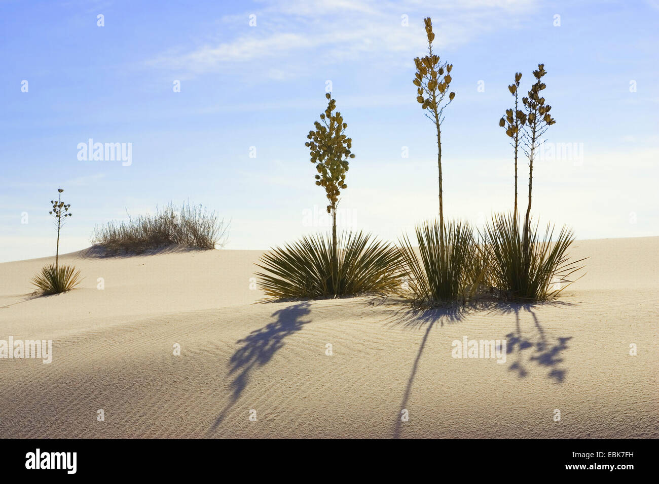 Soaptree (Yucca Elata), in Gips Dünenfeld Hintergrundbeleuchtung, USA, New Mexico, White Sands National Monument Stockfoto