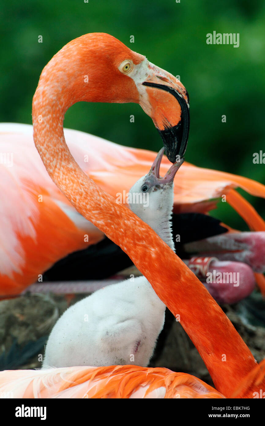 Rosaflamingo, American Flamingo Karibik Flamingo (Phoenicopterus Ruber Ruber), Küken, betteln Stockfoto