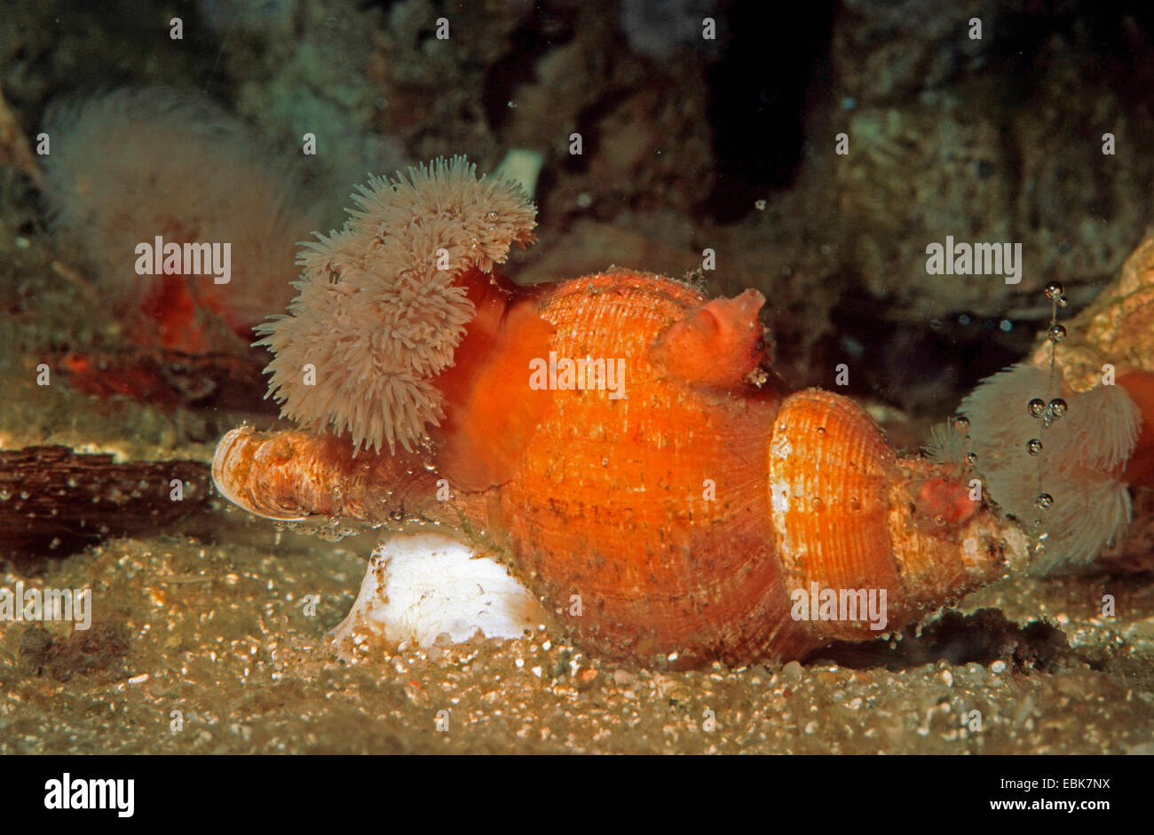 alten Wellhornschnecke, alten Neptun Schnecke, gemeinsamen Spindel Schnecke, rote Wellhornschnecke, Buckie (Neptunea Antiqua), auf den sandigen Meeresboden Stockfoto