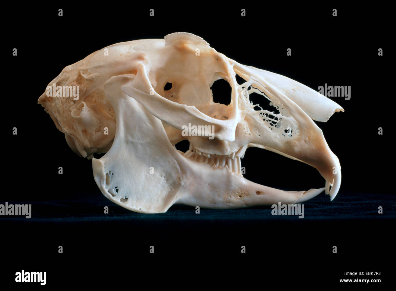 Toter feldhase Fotos und Bildmaterial in hoher Auflösung Alamy