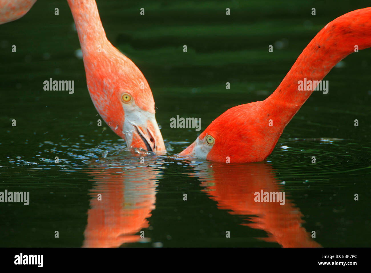 Rosaflamingo, American Flamingo Karibik Flamingo (Phoenicopterus Ruber Ruber), koppeln auf den Feed im flachen Wasser, belauern Stockfoto