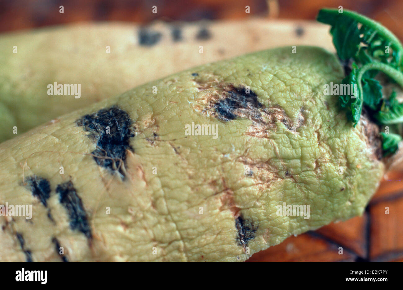 Schwarzer Stamm Krankheit (astaci Raphani), pilzartige Krankheit bei rötlich Stockfoto