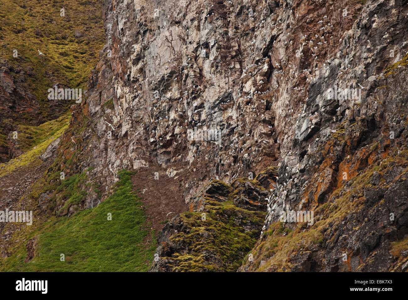 Schwarz-legged Kittiwake (Rissa Tridactyla, Larus Tridactyla), Kolonie an der Felswand von einem Fjord, Norwegen, Spitzbergen, Krossfjorden Stockfoto