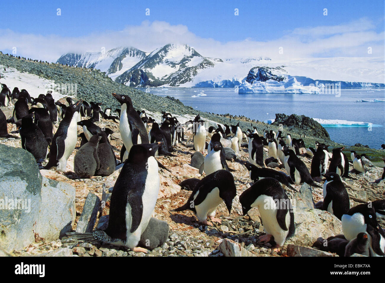 Adelie Penguin (Pygoscelis Adeliae), in einer Kolonie mit Küken, Antarktis, Hope Bay Stockfoto