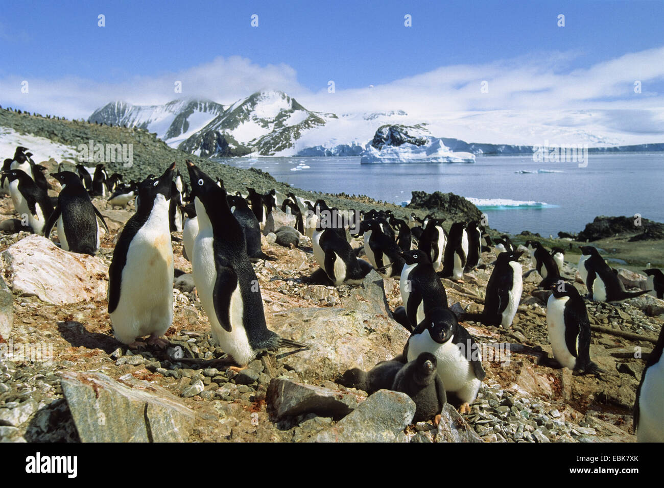 Adelie Penguin (Pygoscelis Adeliae), Adelie-Pinguine Kolonie, Antarktis, Hope Bay Stockfoto