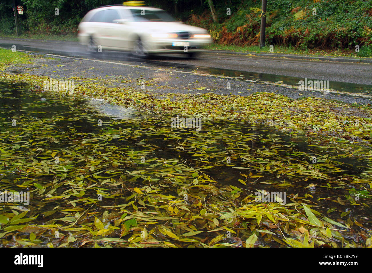 Pfütze und Herbst Laub Straßenrändern Regen Stockfoto
