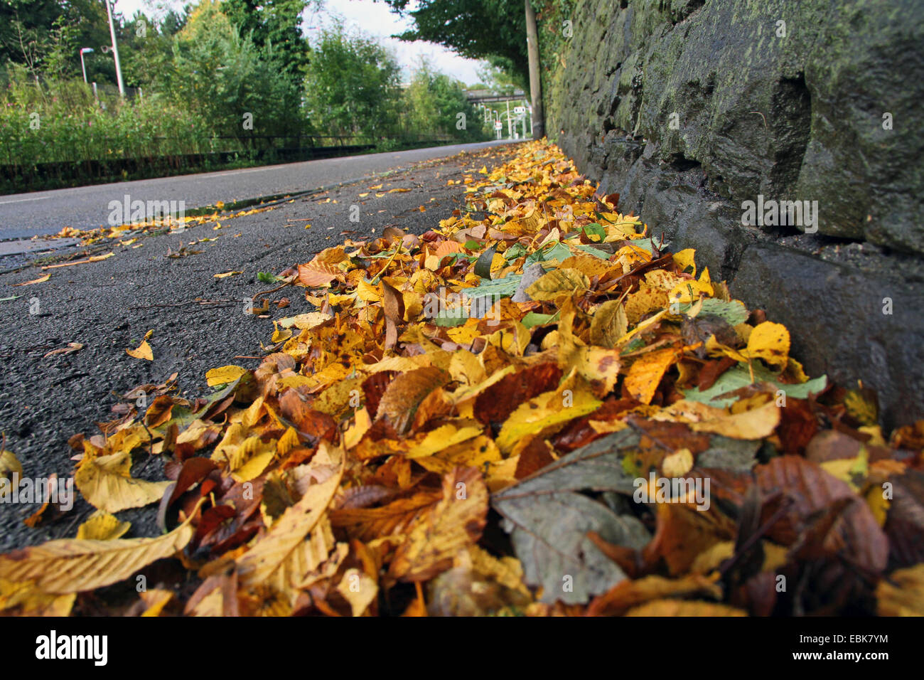 im Herbst Laub Straßenrändern, Deutschland Stockfoto