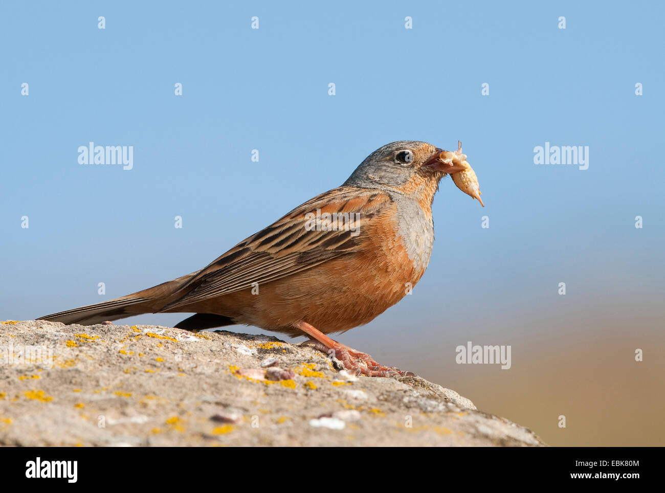 Cretzschmar-Wimpel (Emberiza Caesia), sitzt auf einem Felsen mit Beute im Schnabel, Griechenland Stockfoto