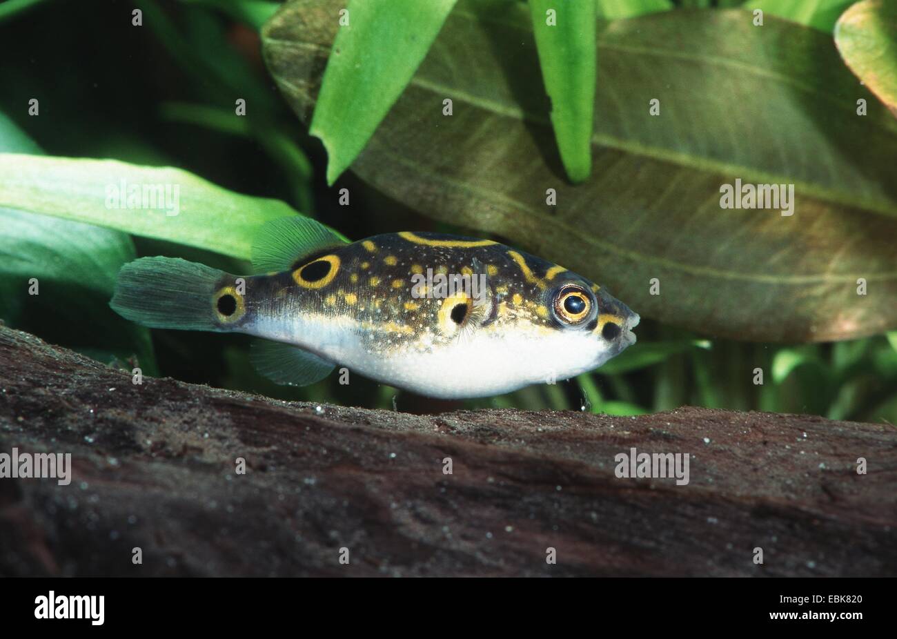 Kugelfische, Achter-Kugelfisch, Gestreifter Kugelfisch (Tetraodon Steindachneri, Tetraodon Biocellatus) Stockfoto