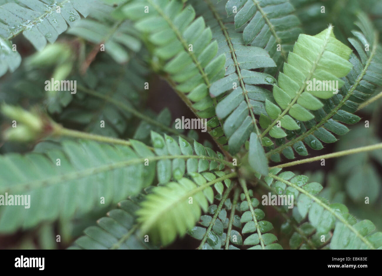 Jamui (Biophytum Sensitivum), Blätter Stockfoto