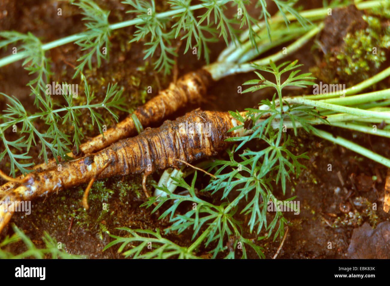 Medizinische Pflanzen Stockfotos und -bilder Kaufen - Alamy