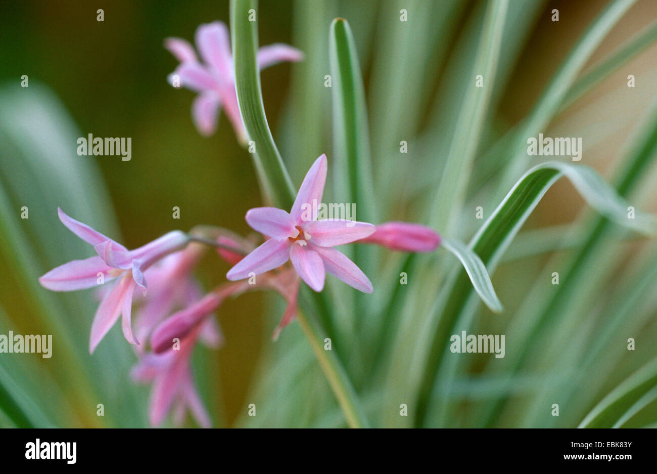 Gesellschaft-Knoblauch (Tulbaghia Violacea 'Variegata', Tulbaghia Violacea Variegata), Sorte Variegata Stockfoto