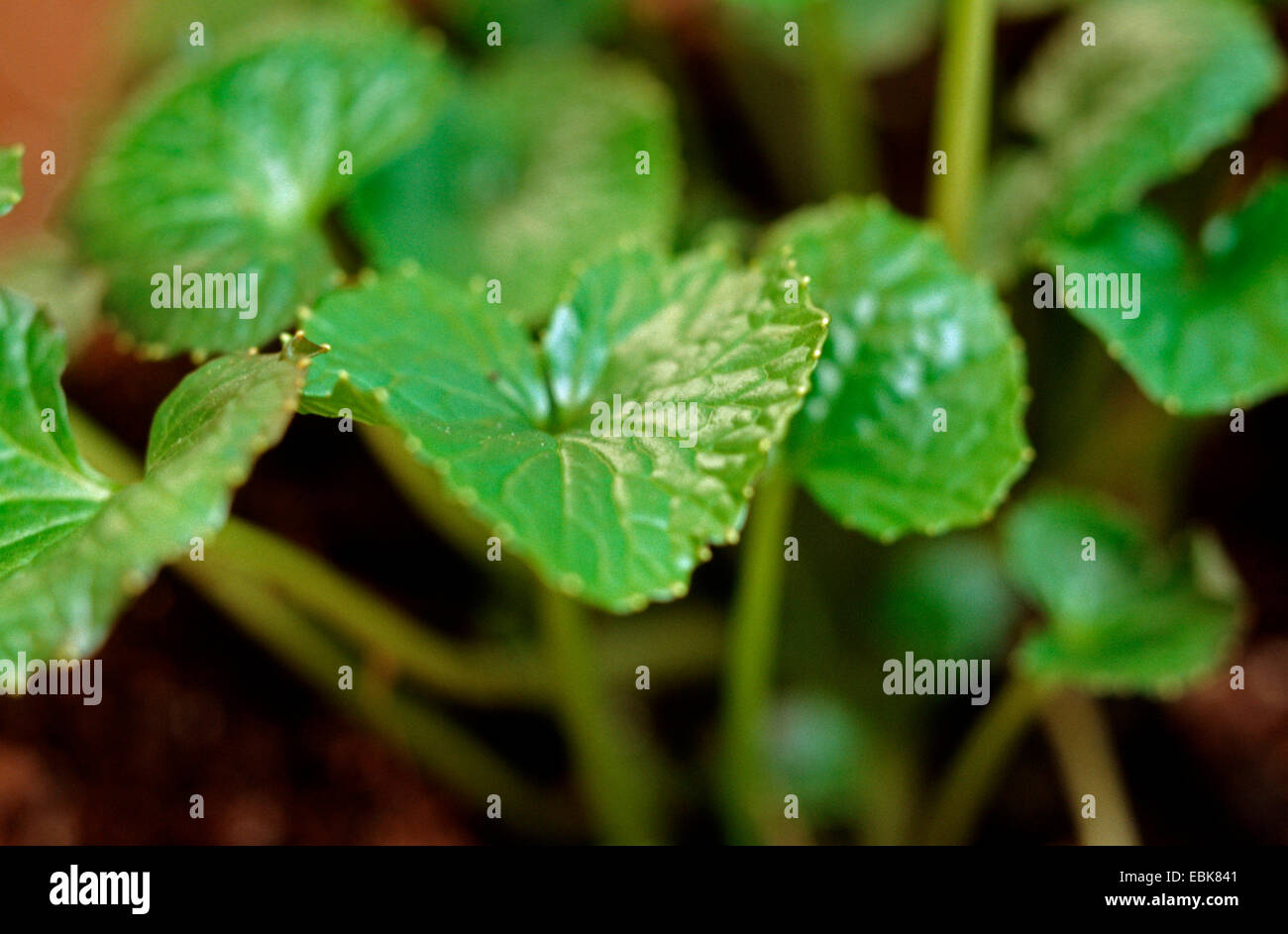 Wasabi, japanischer Meerrettich (Eutrema Japonica, Wasabia Japonica), Blätter Stockfoto
