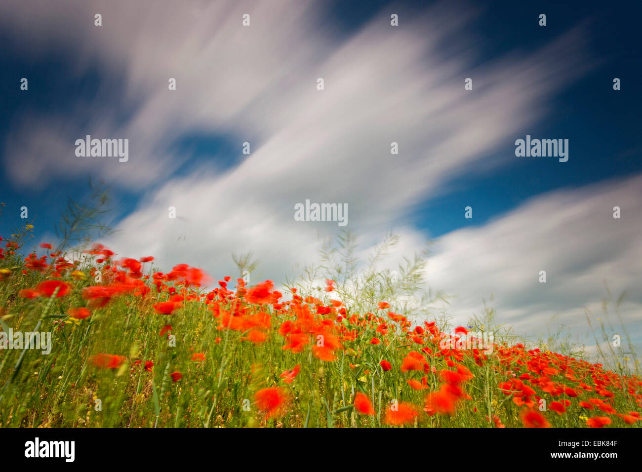 Gemeinsamen Mohn, Mohn in eine Feldgrenze ein Rapefield Wind, Deutschland, Sachsen, Klatschmohn, roter Mohn (Papaver Rhoeas) Stockfoto