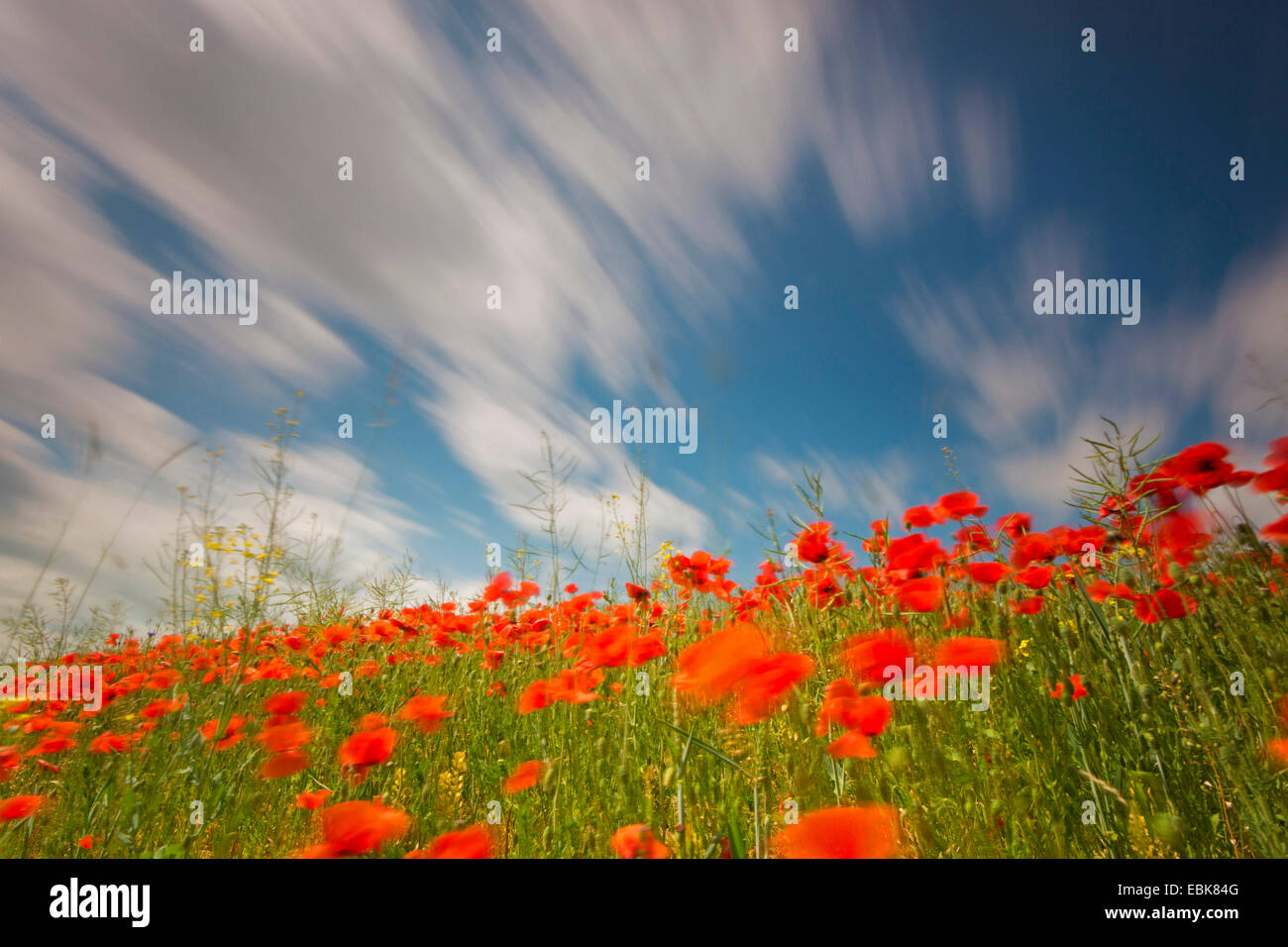 Gemeinsamen Mohn, Mohn in eine Feldgrenze ein Rapefield Wind, Deutschland, Sachsen, Klatschmohn, roter Mohn (Papaver Rhoeas) Stockfoto