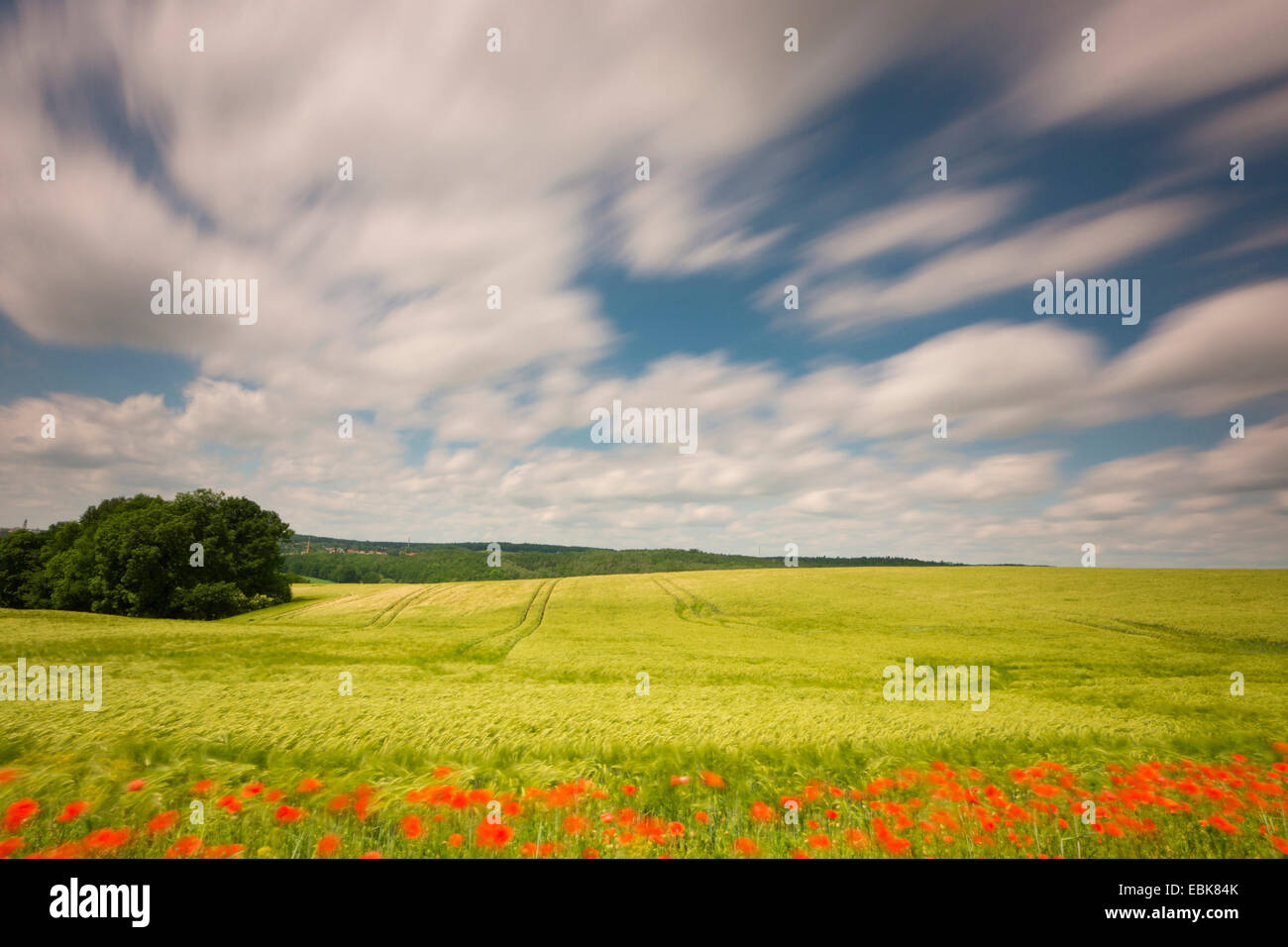 Gemeinsamen Mohn, Mohn in eine Feldgrenze von einem Maisfeld in Wind, Deutschland, Sachsen, Klatschmohn, roter Mohn (Papaver Rhoeas) Stockfoto