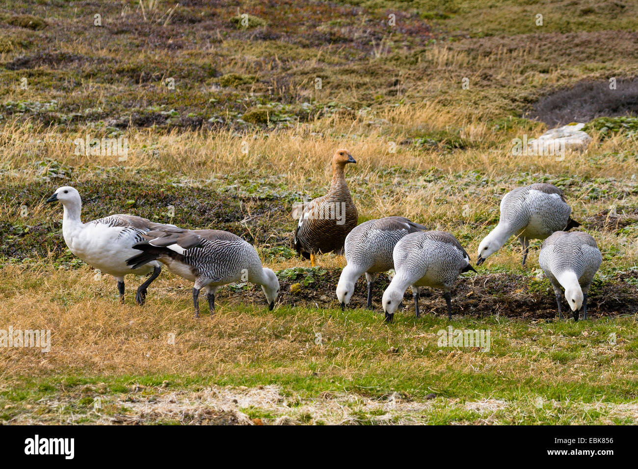 Magellan Gans (Chloephaga Picta), Gruppe Fütterung Rasen, Falkland-Inseln, Insel Stockfoto