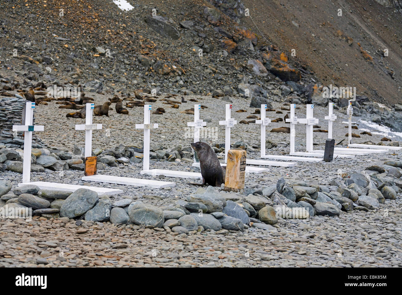 Antarktische Seebär (Arctocephalus Gazella), überqueren den Friedhof der argentinischen base Orcadas, Antarktis, Süd-Orkney-Inseln, Laurie Island Stockfoto