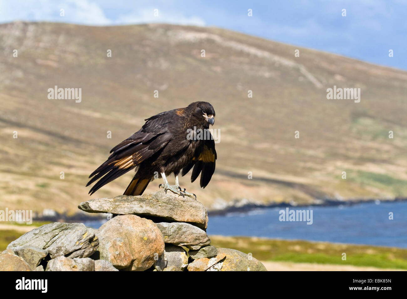 Forsters Karakara (Phalcoboenus Australis), sitzt auf Steinen, Falkland-Inseln, West Falkland-Inseln, Karkasse Insel Stockfoto