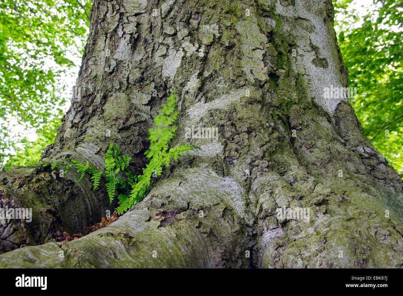 Rotbuche (Fagus Sylvatica), Farn an den Wurzeln eine Buche, Deutschland, Sachsen Stockfoto