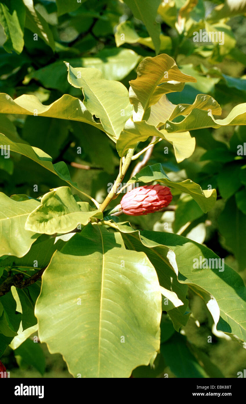 Regenschirm Magnolia, Umbrella Tree, Magnolia Sonnenschirm (Magnolia