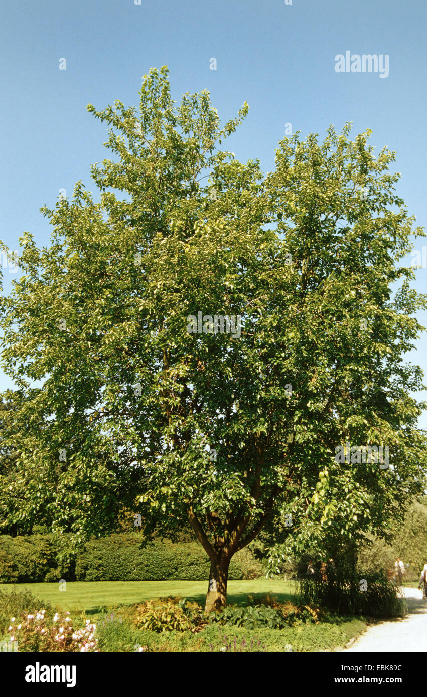 Chinesischer Weißer Maulbeere (Morus Alba), Baum Stockfoto