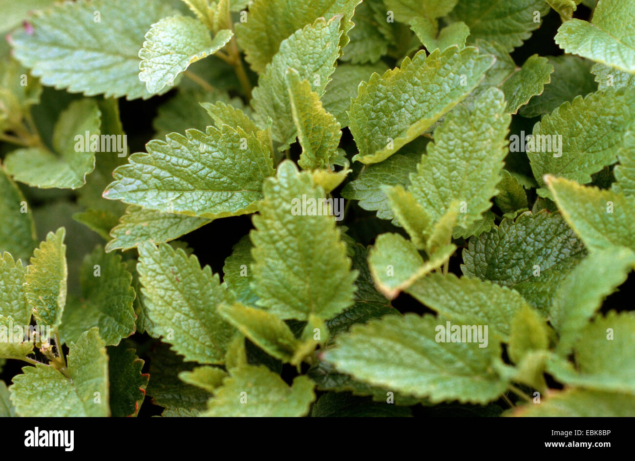 Zitronenmelisse, Garten Balsam, Heilpflanze, Heilpflanzen, Heilpflanze, Heilpflanzen, Heilpflanzenkunde, Nutzpflanze, Nutzpflanzen, Homöopathie, traditionelle Medizin, Volksmedizin (Melissa Officinalis), Blätter Stockfoto