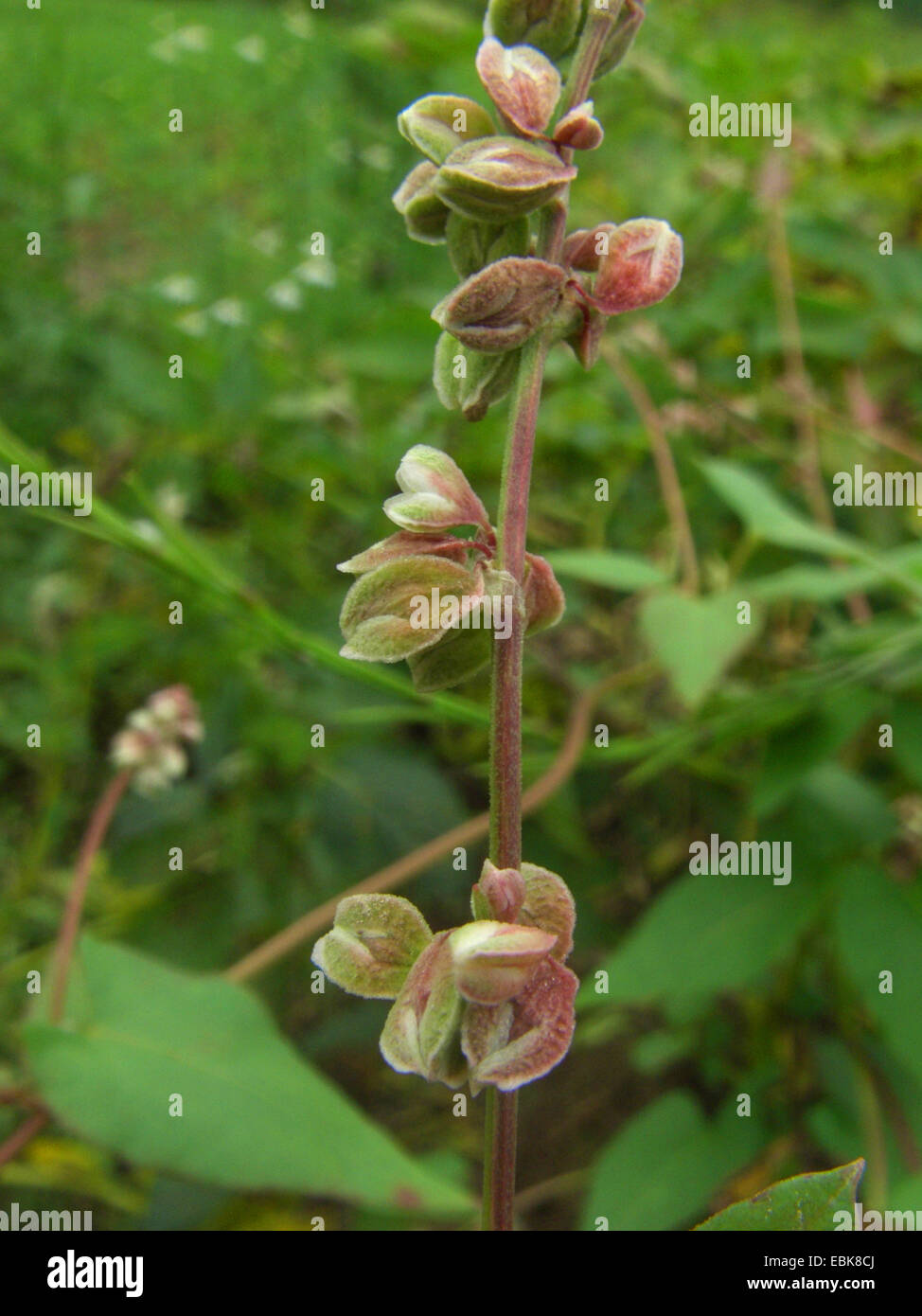 Klettern, Buchweizen, schwarz Ackerwinde (Fallopia Convolvulus, Polygonum Convolvulus, Bilderdykia Convolvulus), mit Früchten, Deutschland Stockfoto