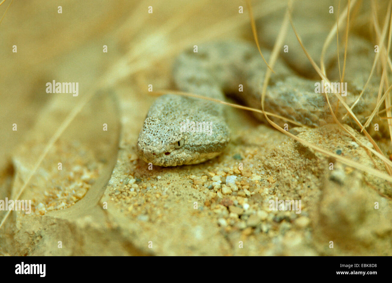 Baja California-Klapperschlange (Crotalus Enyo), portrait Stockfoto