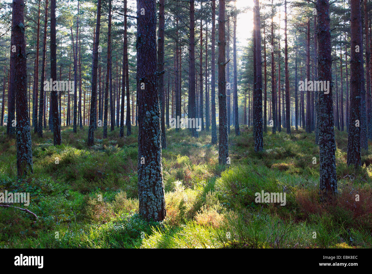 Föhre, Scots Kiefer (Pinus Sylvestris), Pinienwald in Morgen Licht, Großbritannien, Schottland, Cairngorm National Park Stockfoto