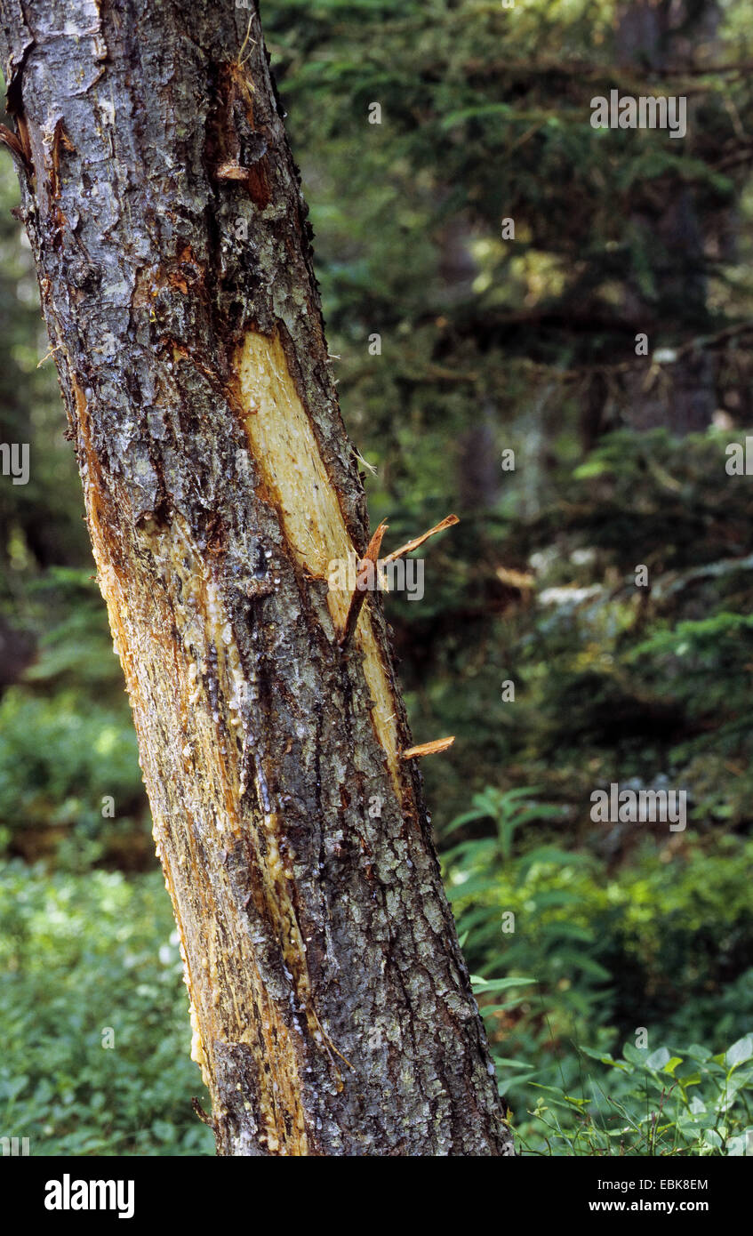 Elch, Elch (Alces Alces), Stamm der Kiefer mit Fraßschäden durch einen Elch Stockfoto