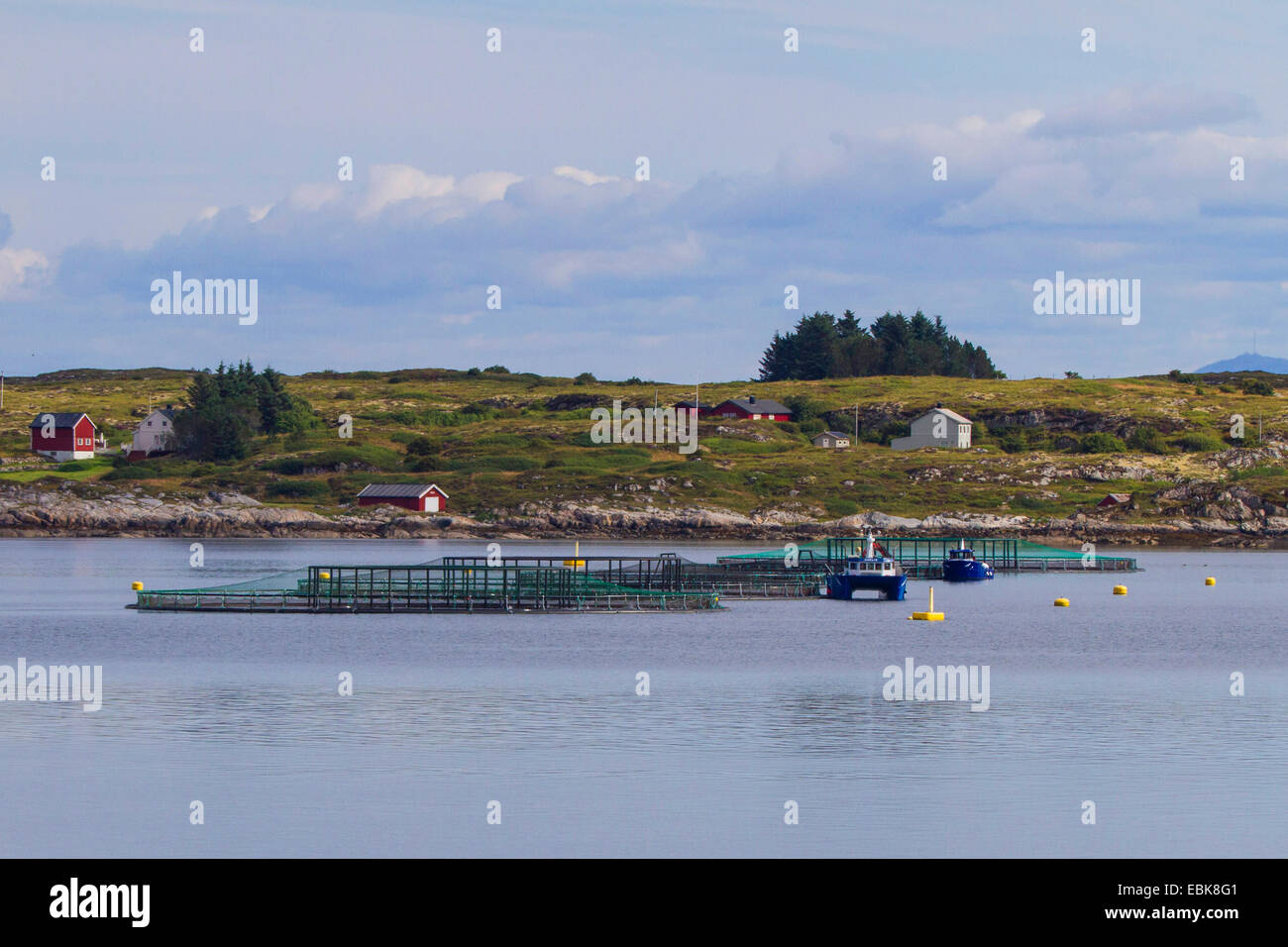 Atlantischer Lachs, Ouananiche, See Atlantischen Lachs, Binnenland Lachs, Sebago Lachs (Salmo salar), Lachsfische Bauernhof in einem Fjord Norwegen, Hitra Stockfoto