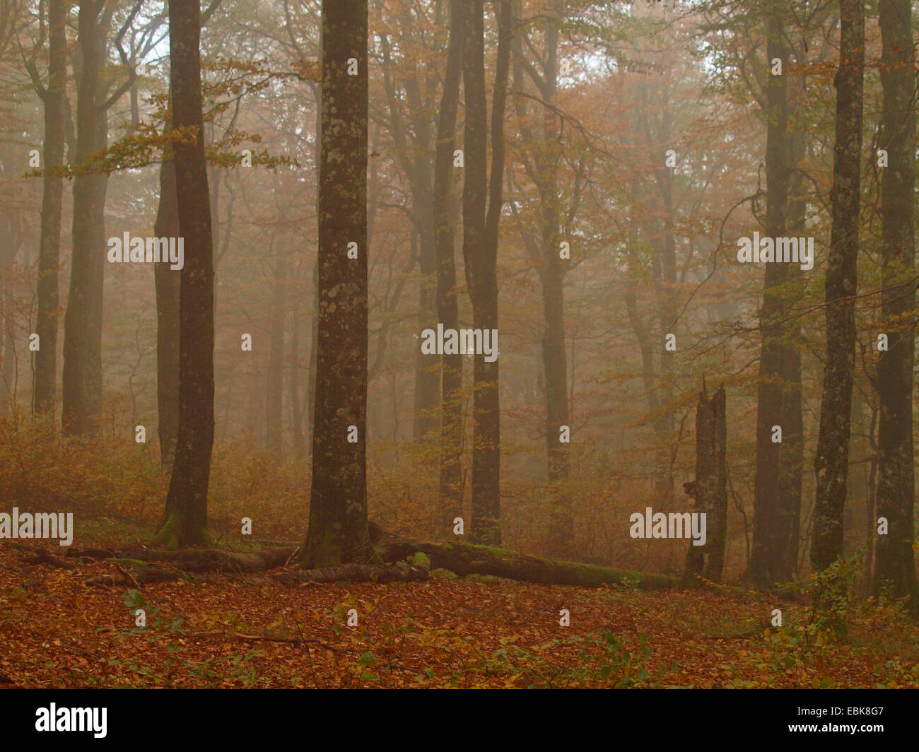 Herbstwald höhere Vogesen, Frankreich, Elsass, Vogesen Stockfoto
