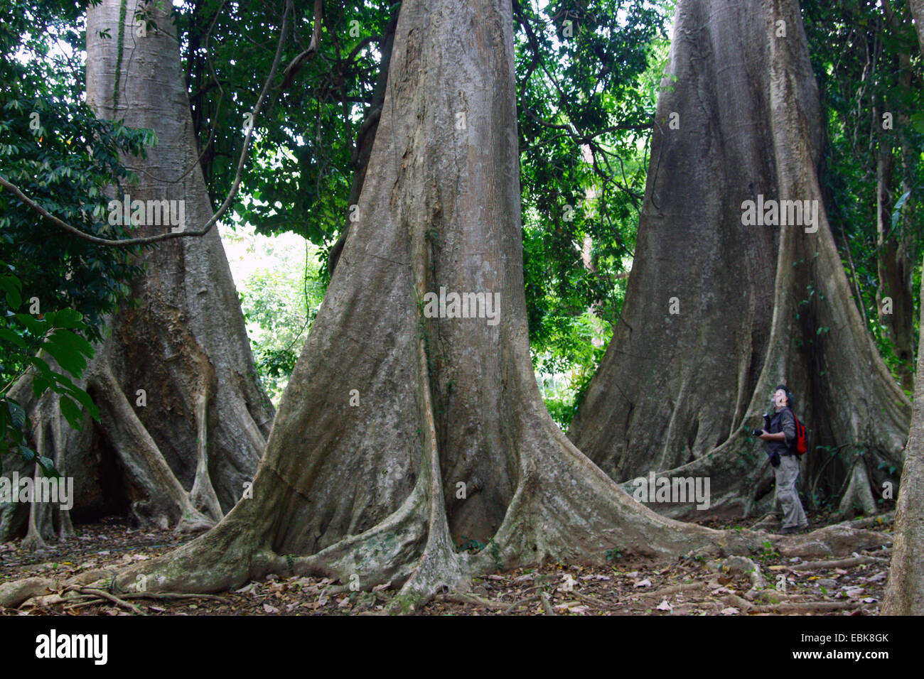 Tropischer Baum mit Strebepfeiler Wurzeln, Thailand, Khao Sok Nationalpark Stockfoto