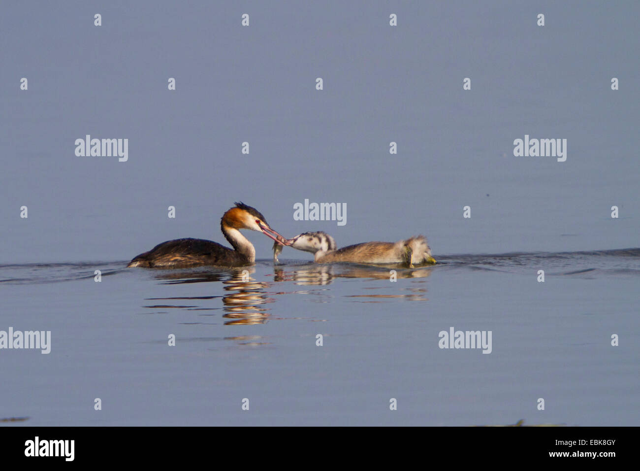 Great crested Grebe (Podiceps Cristatus), Fütterung ein Jungtier mit ein Rotauge, Dorfen, See Chiemsee, Bayern, Deutschland Stockfoto