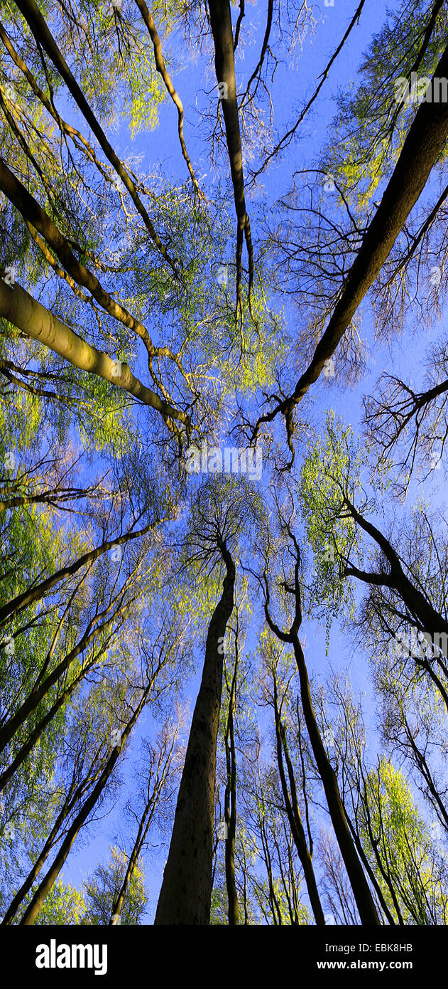 Blick in die Baumkronen im Frühjahr Wald mit buchen und Ahorne, Deutschland Stockfoto